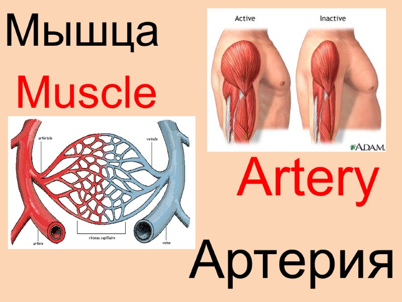 Muscle  Artery Мышца Артерия
